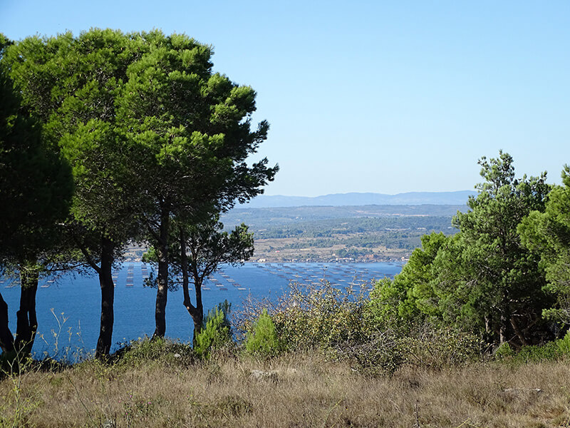 Vue de l’étang de Thau depuis le Mont Saint-Clair