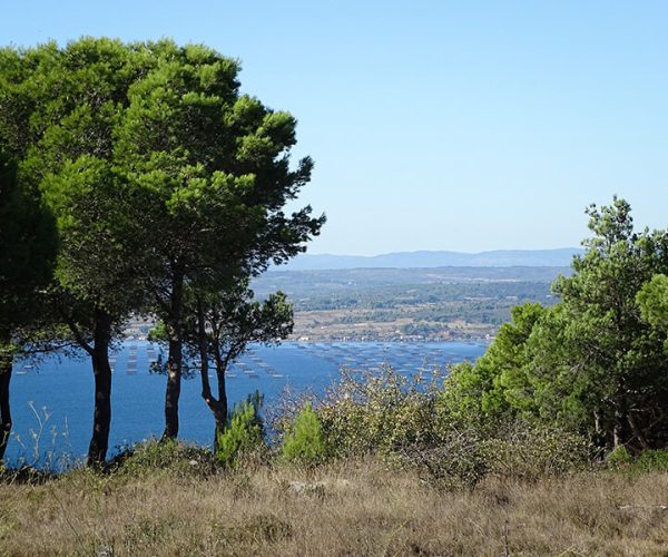 Vue de l’étang de Thau depuis le Mont Saint-Clair